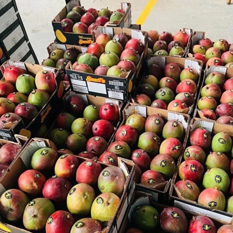 images/1712043517239máquina procesadora de mango.jpg